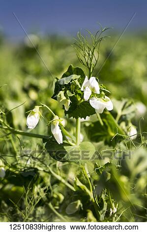 Stock Photograph - Close-up of a flowering pea plant in a field; Beiseker, Alberta, Canada. Fotosearch