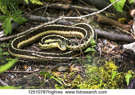 Stock Photograph - Close-up of a garter snake (Thamnophis) on the ground; Ontario, Canada. Fotosearch