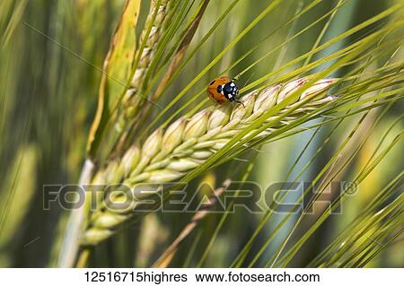 Stock Photograph - Close-up of a ladybug on a ripening barley head; Beiseker, Alberta, Canada. Fotosearch