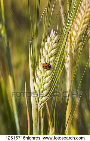 Stock Photograph - Close-up of a ladybug on a ripening barley head; Beiseker, Alberta, Canada. Fotosearch