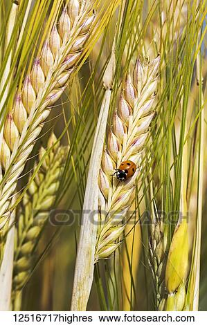 Close-up of a ladybug on a ripening barley head; Beiseker, Alberta, Canada View Large Photo Image Stock Photograph - Close-up of a ladybug on a ripening barley head; Beiseker, Alberta, Canada. Fotosearch