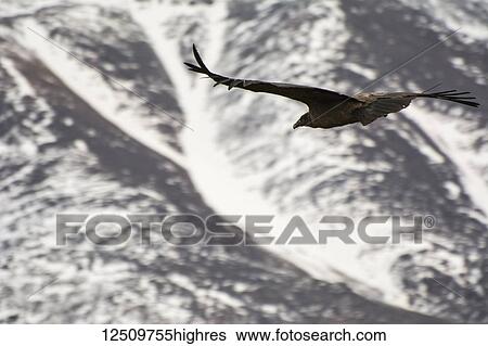 Stock Photograph - Close-up of a large condor (Vultur gryphus) flying towards snowy mountains; Potrerillos, Mendoza, Argentina. Fotosearch