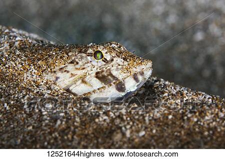 Close-up of a Lizardfish (Synodontidae) buried in the sand; Maui, Hawaii, United States of America View Large Photo Image Stock Photograph - Close-up of a Lizardfish (Synodontidae) buried in the sand; Maui, Hawaii, United States of America. Fotosearch