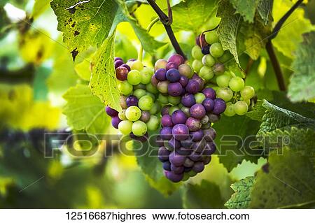 Close-up of a mix of ripe and unripe clusters of grapes hanging from the vine; Caldaro, Bolzano, Italy View Large Photo Image Stock Photograph - Close-up of a mix of ripe and unripe clusters of grapes hanging from the vine; Caldaro, Bolzano, Italy. Fotosearch