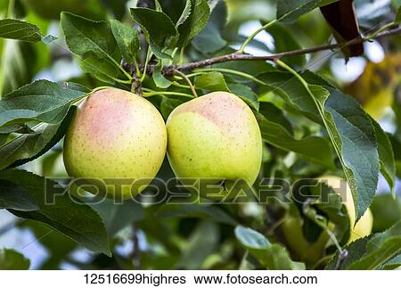 Close-up of a pair of golden apples on a tree branch; Caldaro, Bolzano, Italy View Large Photo Image Stock Photograph - Close-up of a pair of golden apples on a tree branch; Caldaro, Bolzano, Italy. Fotosearch