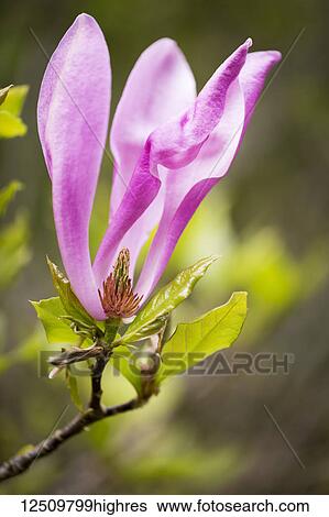 Stock Photograph - Close-up of a pink flower blossoming on a plant that is missing petals in the Japanese Gardens; Mayne Island, British Columbia, Canada. Fotosearch
