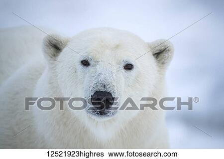 Close-up of a polar bear's (Ursus maritimes) face looking at the camera; Churchill, Manitoba, Canada View Large Photo Image Stock Photograph - Close-up of a polar bear's (Ursus maritimes) face looking at the camera; Churchill, Manitoba, Canada. Fotosearch