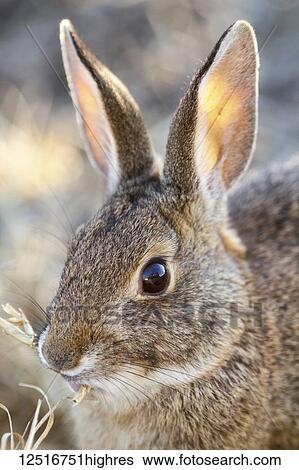 Close-up of a rabbit eating grass, Sacramento National Wildlife Refuge; California, United States of America View Large Photo Image Stock Photograph - Close-up of a rabbit eating grass, Sacramento National Wildlife Refuge; California, United States of America. Fotosearch