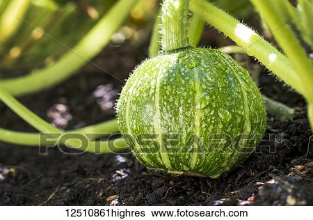 Stock Photograph - Close-up of a round green squash on the vine in the garden with water droplets; Calgary, Alberta, Canada. Fotosearch