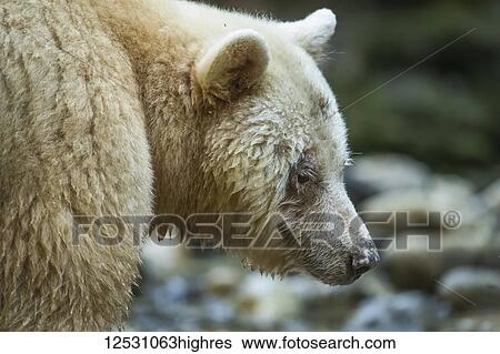 Close-up of a Spirit Bear, or Kermode Bear (Ursus americanus kermodei) in the Great Bear Rainforest; Hartley Bay, British Columbia, Canada View Large Photo Image Stock Photograph - Close-up of a Spirit Bear, or Kermode Bear (Ursus americanus kermodei) in the Great Bear Rainforest; Hartley Bay, British Columbia, Canada. Fotosearch