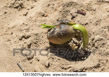 Stock Photograph - Close-up of a sprouting seed on the sand at Beng Meala; Siem Reap, Cambodia. Fotosearch