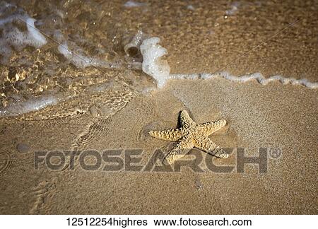 Close-up of a starfish and wave on a beach; Maui, Hawaii, United States of America View Large Photo Image Stock Photograph - Close-up of a starfish and wave on a beach; Maui, Hawaii, United States of America. Fotosearch