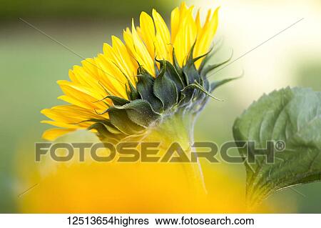 Stock Photograph - Close-up of a sunflower in bloom; Surrey, British Columbia, Canada. Fotosearch
