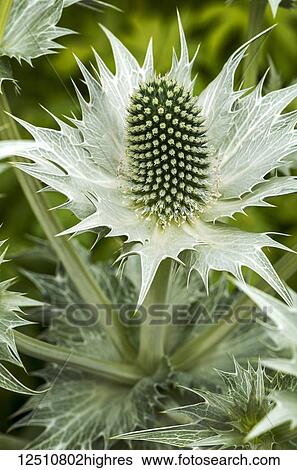 Close-up of a thistle-like spiked plant with leaves; Calgary, Alberta, Canada View Large Photo Image Stock Photograph - Close-up of a thistle-like spiked plant with leaves; Calgary, Alberta, Canada. Fotosearch