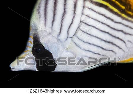 Stock Photograph - Close-up of a Threadfin Butterflyfish (Chaetodon auriga); Maui, Hawaii, United States of America. Fotosearch