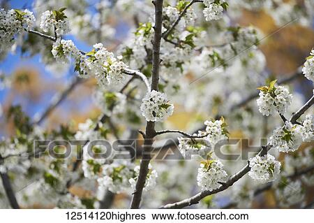 Stock Photograph - Close-up of a tree flowering with clusters of small, white blossoms, Forsythia Festival; Cabbagetown, Ontario, Canada. Fotosearch
