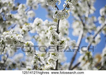 Stock Photograph - Close-up of a tree flowering with clusters of small, white blossoms and a blue sky in the background, Forsythia Festival; Cabbagetown, Ontario, Canada. Fotosearch
