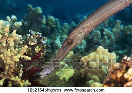 Close-up of a Trumpetfish (Aulostomidae); Maui, Hawaii, United States of America View Large Photo Image Stock Photograph - Close-up of a Trumpetfish (Aulostomidae); Maui, Hawaii, United States of America. Fotosearch