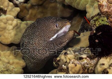 Stock Photograph - Close-up Of A Whitemouth Moray Eeel (Gymnothorax meleagris); Maui, Hawaii, United States of America. Fotosearch