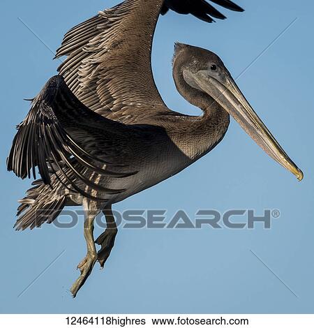 Close-up of a young Brown Pelican (Pelecanus occidentalis) flying in the blue sky; Ilwaco, Washington, United States of America View Large Photo Image Stock Photograph - Close-up of a young Brown Pelican (Pelecanus occidentalis) flying in the blue sky; Ilwaco, Washington, United States of America. Fotosearch