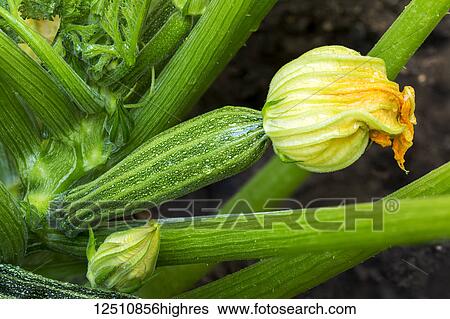 Close-up of a zucchini with blossom on the plant in the garden; Calgary, Alberta, Canada View Large Photo Image Stock Photograph - Close-up of a zucchini with blossom on the plant in the garden; Calgary, Alberta, Canada. Fotosearch