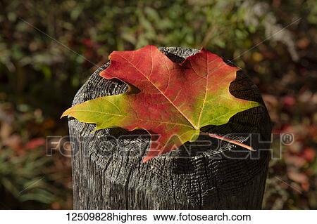 Stock Photograph - Close-up of an autumn coloured maple leaf sitting on the top of a wooden fence post, White Mountains National Forest; New England, United States of America. Fotosearch