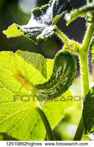 Close up of an early cucumber on the vine and highlighted by the sun; Calgary, Alberta, Canada View Large Photo Image Stock Photograph - Close up of an early cucumber on the vine and highlighted by the sun; Calgary, Alberta, Canada. Fotosearch