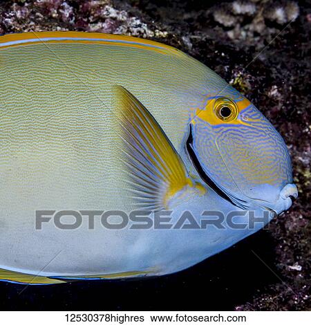 Close-up of an Eyestripe Surgeonfish (Acanthurus dussumieri) off Kauai, Hawaii, USA during the spring; Kauai, Hawaii, United States of America View Large Photo Image Stock Photograph - Close-up of an Eyestripe Surgeonfish (Acanthurus dussumieri) off Kauai, Hawaii, USA during the spring; Kauai, Hawaii, United States of America. Fotosearch