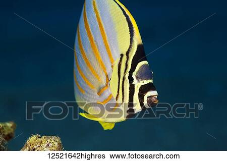 Stock Photograph - Close-up of an Ornate Butterflyfish (Chaetodon ornatissimus); Maui, Hawaii, United States of America. Fotosearch