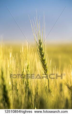Stock Photograph - Close-up of an unripe green wheat head in a field with blue sky in the background, East of Calgary; Alberta, Canada. Fotosearch