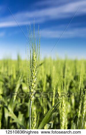 Stock Photograph - Close-up of an unripened green wheat head with dew drops in a field with blue sky and clouds, East of Calgary; Alberta, Canada. Fotosearch