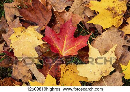 Close-up of autumn coloured maple leaves on the ground, White Mountain National Forest; New England, United States of America View Large Photo Image Stock Photograph - Close-up of autumn coloured maple leaves on the ground, White Mountain National Forest; New England, United States of America. Fotosearch