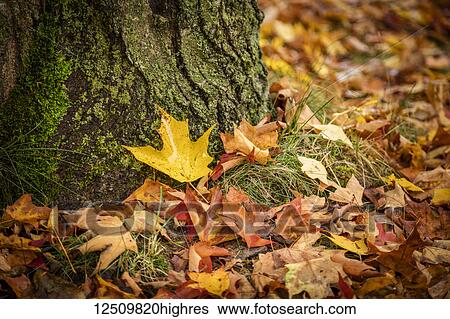Close-up of autumn coloured maple leaves on the ground at the base of a tree, White Mountain National Forest; New England, United States of America View Large Photo Image Stock Photograph - Close-up of autumn coloured maple leaves on the ground at the base of a tree, White Mountain National Forest; New England, United States of America. Fotosearch