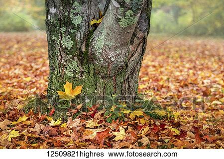 Stock Photograph - Close-up of autumn coloured maple leaves on the ground at the base of a tree, White Mountain National Forest; New England, United States of America. Fotosearch