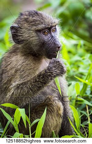 Stock Photograph - Close-up of baby olive baboon (Papio anubis) eating leaf; Tanzania. Fotosearch