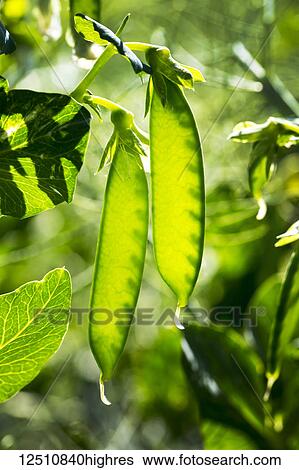 Stock Photograph - Close-up of backlit pea pods in a field; Beiseker, Alberta, Canada. Fotosearch
