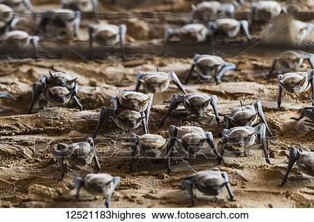 Stock Photograph - Close-up of bats on the sand, Jaisalmer Fort; Jaisalmer, Rajasthan, India. Fotosearch