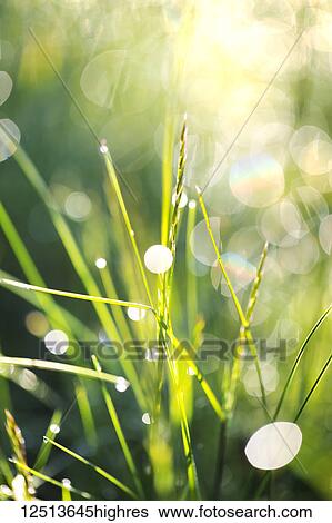 Stock Photograph - Close-up of blades of grass wet with water droplets reflecting sunlight; Whidbey Island, Washington, United States of America. Fotosearch