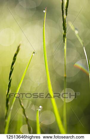 Stock Photograph - Close-up of blades of grass wet with water droplets reflecting sunlight; Whidbey Island, Washington, United States of America. Fotosearch