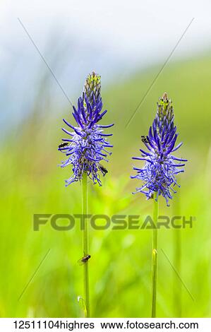 Close-up of Blue Spiked Rampion (Phyteuma) in a green field, Alps; Chamonix-Mont Blanc, France View Large Photo Image Stock Photograph - Close-up of Blue Spiked Rampion (Phyteuma) in a green field, Alps; Chamonix-Mont Blanc, France. Fotosearch