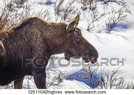 Close-up of bull Moose (alces alces) without antlers in snow, Chugach State Park, South-central Alaska; Eagle River, Alaska, United States of America View Large Photo Image Stock Photograph - Close-up of bull Moose (alces alces) without antlers in snow, Chugach State Park, South-central Alaska; Eagle River, Alaska, United States of America. Fotosearch