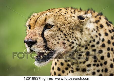 Close-up of cheetah (Acinonyx jubatus) head looking out over the grassy savannah with it's mouth open. It has golden fur covered with black spots, and there are traces of blood on it's face from a kill it has just been eating. Taken in Serengeti... View Large Photo Image Stock Photograph - Close-up of cheetah (Acinonyx jubatus) head looking out over the grassy savannah with it's mouth open. It has golden fur covered with black spots, and there are traces of blood on it's face from a kill it has just been eating. Taken in Serengeti.... Fotosearch
