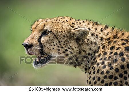 Stock Photograph - Close-up of cheetah (Acinonyx jubatus) head looking out over the grassy savannah with it's mouth open. It has golden fur covered with black spots, and there are traces of blood on it's face from a kill it has just been eating. Taken in Serengeti.... Fotosearch