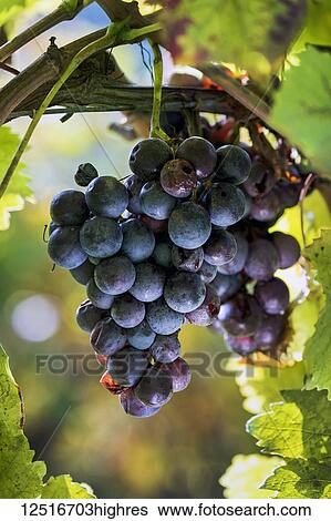 Close-up of clusters of purple grapes hanging from the vine; Caldaro, Bolzano, Italy View Large Photo Image Stock Photograph - Close-up of clusters of purple grapes hanging from the vine; Caldaro, Bolzano, Italy. Fotosearch