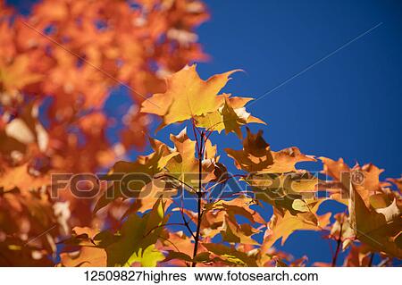 Stock Photograph - Close-up of colourful leaves on a tree against a blue sky in autumn, White Mountains National Forest; New England, United States of America. Fotosearch