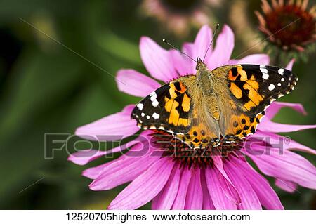 Stock Photograph - Close-up of colourful moth on purple echinacea flower; Calgary, Alberta, Canada. Fotosearch
