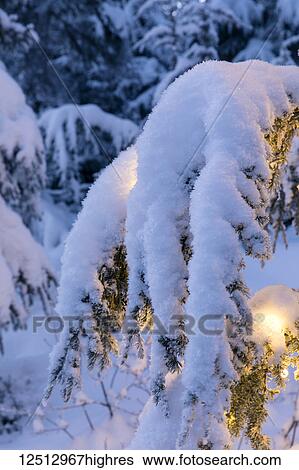Stock Photograph - Close-up of fresh snow covering a Mountain Hemlock (Tsuga mertensiana) branch strung with glowing white lights at dusk, Kenai Peninsula, South-central Alaska; Moose Pass, Alaska, United States of America. Fotosearch