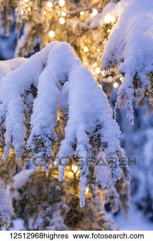 Close-up of fresh snow covering a Mountain Hemlock (Tsuga mertensiana) branch strung with glowing white lights at dusk, Kenai Peninsula, South-central Alaska; Moose Pass, Alaska, United States of America View Large Photo Image Stock Photograph - Close-up of fresh snow covering a Mountain Hemlock (Tsuga mertensiana) branch strung with glowing white lights at dusk, Kenai Peninsula, South-central Alaska; Moose Pass, Alaska, United States of America. Fotosearch