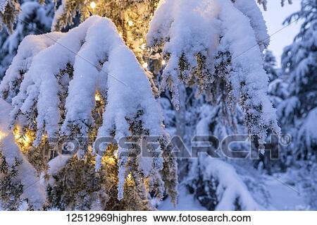 Close-up of fresh snow covering a Mountain Hemlock (Tsuga mertensiana) branch strung with glowing white lights at dusk, Kenai Peninsula, South-central Alaska; Moose Pass, Alaska, United States of America View Large Photo Image Stock Photograph - Close-up of fresh snow covering a Mountain Hemlock (Tsuga mertensiana) branch strung with glowing white lights at dusk, Kenai Peninsula, South-central Alaska; Moose Pass, Alaska, United States of America. Fotosearch