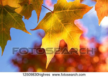 Stock Photograph - Close-up of golden leaves on a tree against a blue sky in autumn, White Mountains National Forest; New England, United States of America. Fotosearch